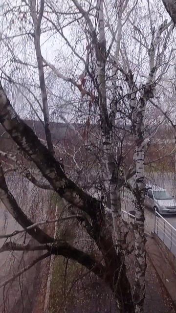 За окном я вижу березы смотреть онлайн