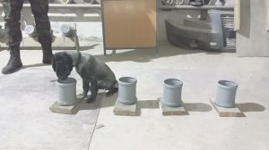 НоузВорк. 2 этап. Подготовка щенка к соревнованиям.Возраст 3.5 мес.