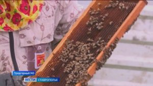 Ставропольские пчеловоды переживают об урожае меда из-за непогоды