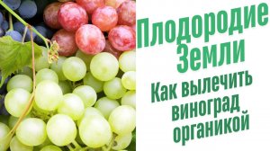 Обработка винограда от болезней.