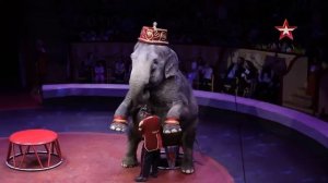 Легенды цирка с Эдгардом Запашным — Коррадо и Давио Тони