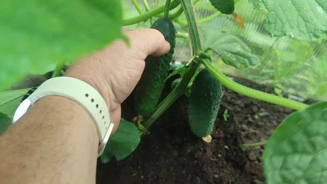 ОГУРЧИКИ ПЕРВЫЕ ! смотреть онлайн