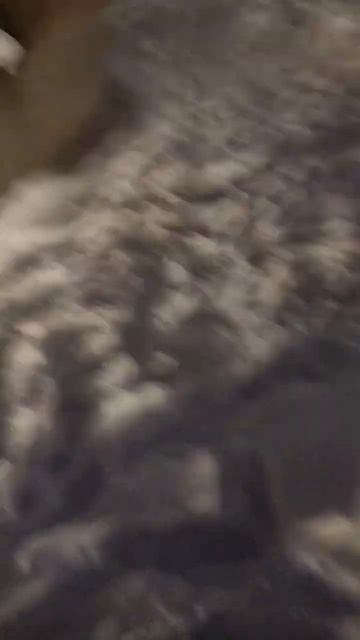 Ждём следующую зиму японскийшпиц  шпиц собака dog мойпес