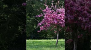 Ой у вишневому саду Тайсия Повалий