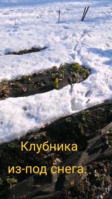 Клубника появляется из-под снега. земляникакрупнопло