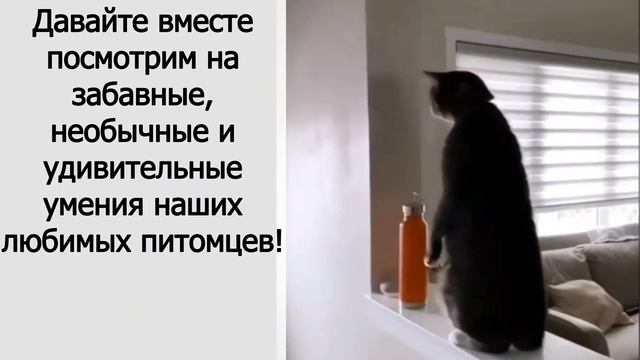 "Смотри, как я могу!" Необычные кошачьи умения. #смешные #кошки #смешныекошки #коты #юмор