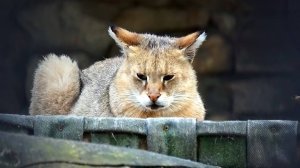 Сложные отношения рыжей камышовой кошки и черного кота.