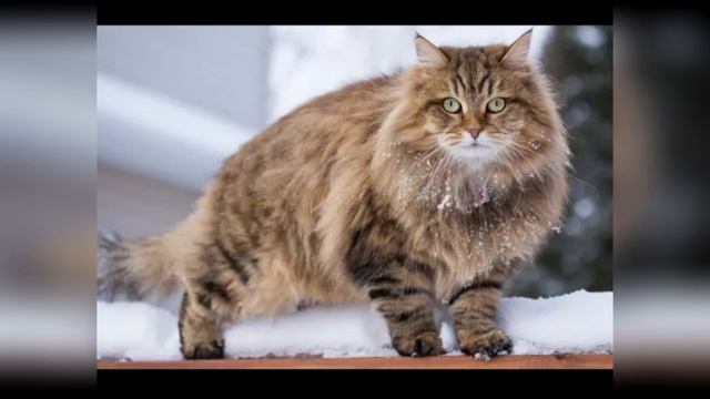 порода кошек сибирская кошка 🐱