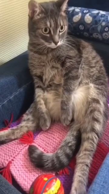 🐾  Первая выставка кошек 🐈