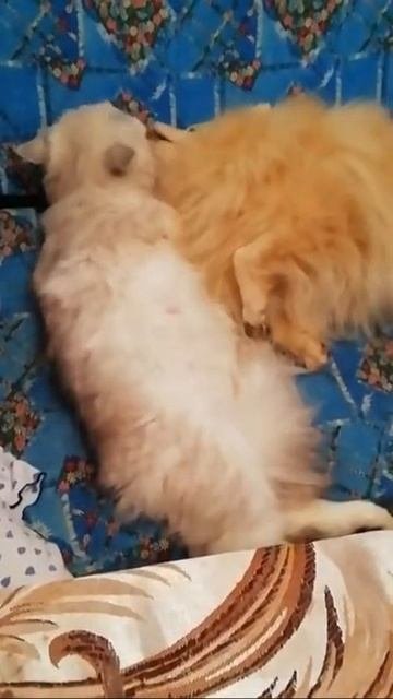 Немецкий Шпиц и кошка