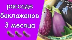 Рассаде баклажанов пора в теплицу. Уход за рассадой в квартире.