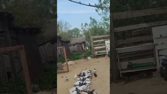 15.05.2025г Бойные Голуби Зухардина.