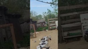 15.05.2025г Бойные Голуби Зухардина.
