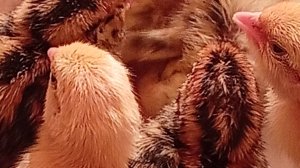 Перепелятам четвертый день, особенности кормления и поения э