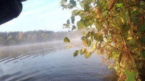 Осенний жор Жереха. Октябрь 2024 ,Река Неман.