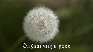 Одуванчик в росе