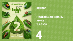 Настоящая жизнь жука 2 сезон 4 серия «Крошечные герои Австралии» (документальный сериал, 2025)