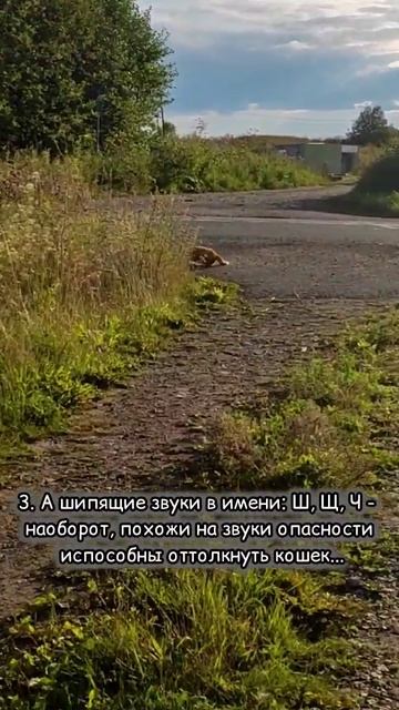 Как назвать маленького котенка #смешно #юмор #кошки #cat #animals #кот #смешныекошки