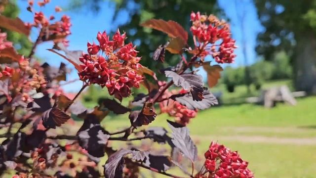 Тропа Мюнхгаузена и Солнечные берега в Латвии смотреть онлайн