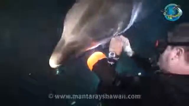 Дельфин попросил дайвера о помощи! смотреть онлайн