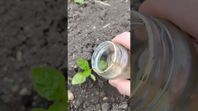 Избавиться от муравьёв и тли на огороде май 2025.mp4
