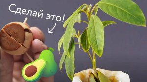 Как вырастить Авокадо из косточки. Простой способ