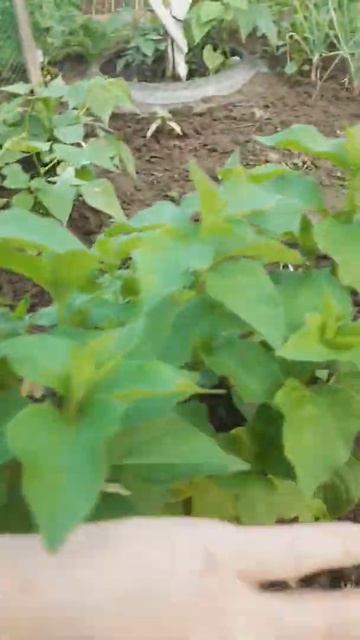 Физалис ли это 🤔 смотреть онлайн