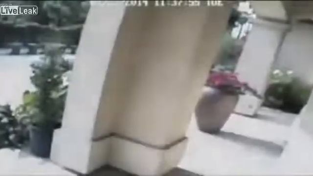 Медведь зашел в гости!