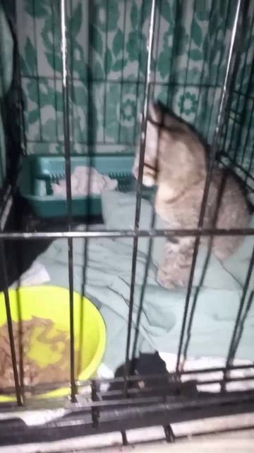 Котенок плохо привыкает. Тоскует по свободе в карантине. Кушает много и не выбирает еду.Оголодал.