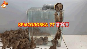 Крысоловка вариант (77) 🐀 Как сделать крысоловку своими руками и поймать кучу крыс 🐀🐁🐀