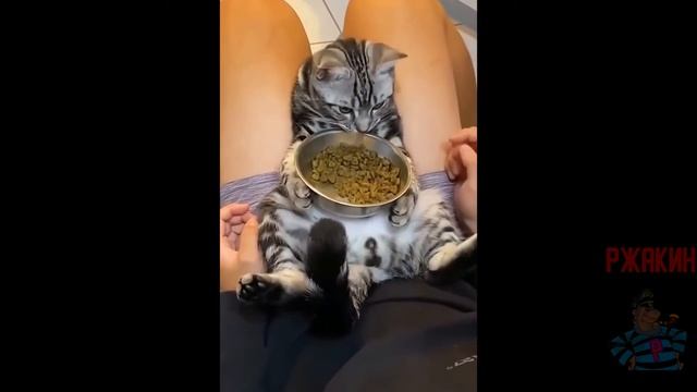 😹ОСТАНОВИТЕ МОЙ ОР!!! СМЕШНЫЕ КОТЫ И  КОШКИ 2022! ЛУЧШИЕ ПРИКОЛЫ С КОТАМИ! смотреть онлайн