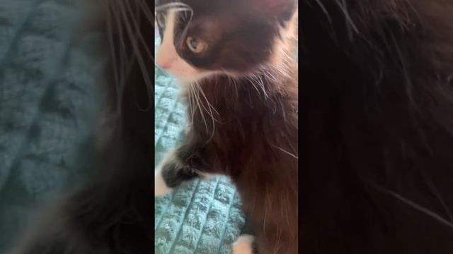 Клюковка нашли дом, в среду поедем ее отвозить смотреть онлайн