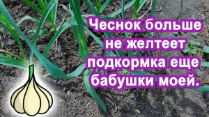 Подкормка чеснока в мае для большего урожая, когда и чем подкармливать? Чем подкормить ЧЕСНОК В МАЕ