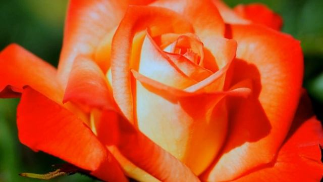 В здоровом теле здоровый Дух. Достичь минимального разрыва в  вибрациях. смотреть онлайн