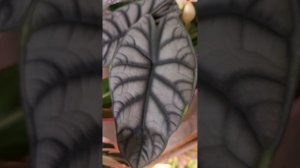 Обзор ярких растений на полке