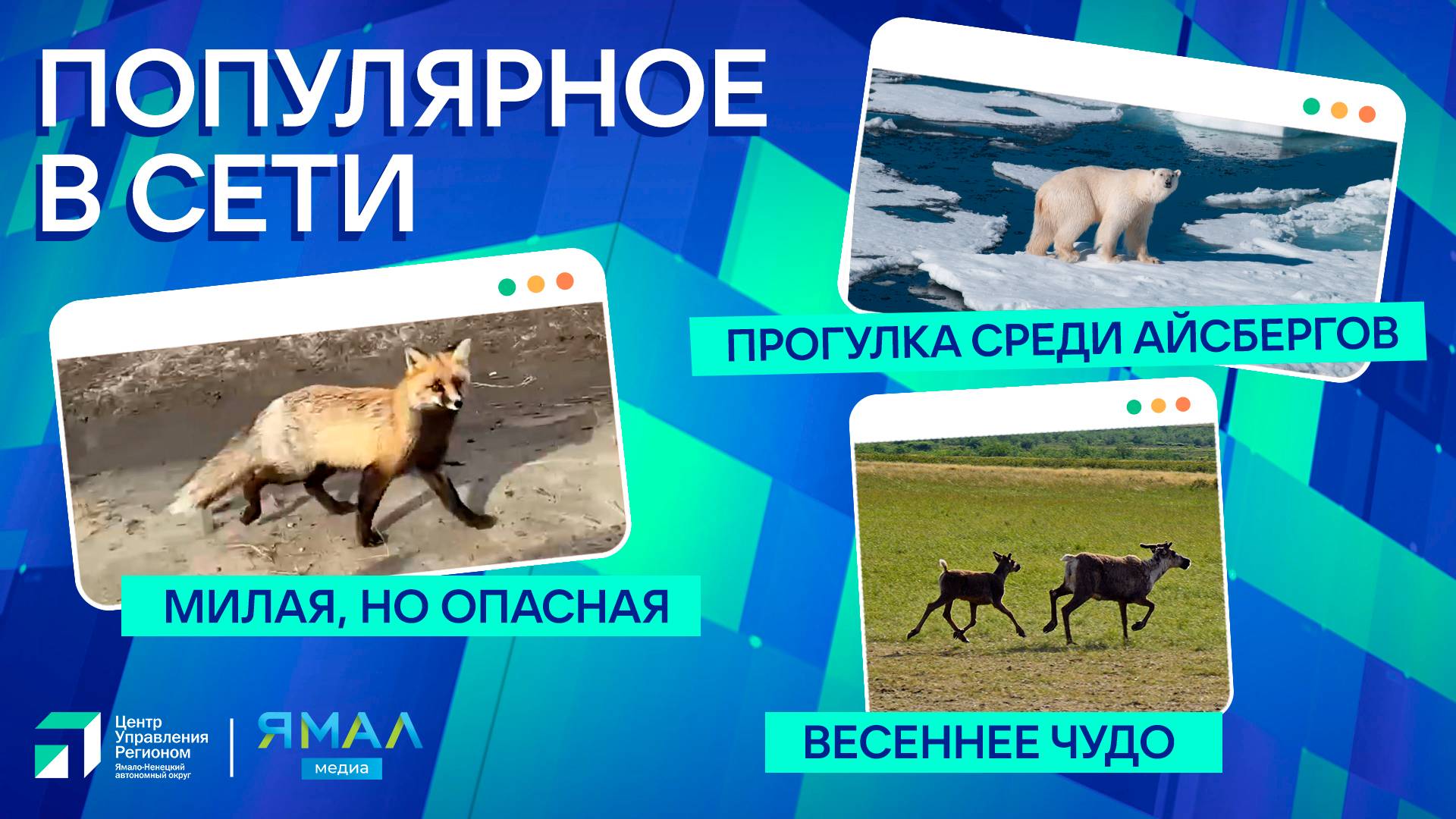"Ямал-Медиа" продолжает обозревать популярные видео в интернете