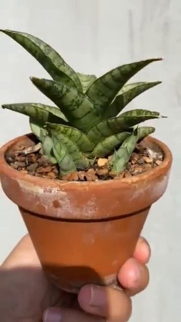 Сансевиерия гибрид Габриелы Таф леди / Крутая леди. смотреть онлайн