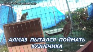Рысь не хочет быть (лошадью) в ход пошли клыки и когти.