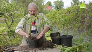 Как размножать скополию. Садово-огородные советы от опытного фермера