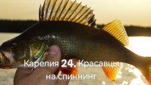 Красавцы окуни на спиннинг! Рыбалка на отводной в Карелии. Рыбачим на 4х водоемах. Природа севера.
