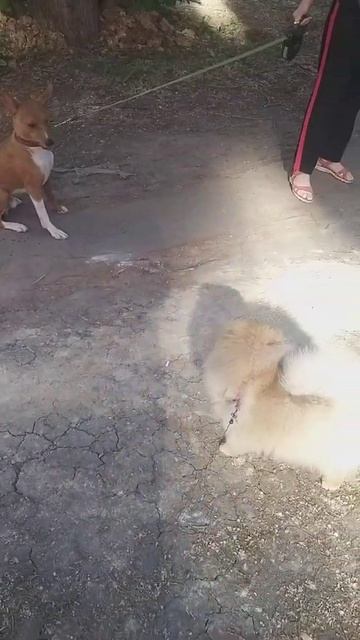 знакомство с новыми соседями😁😁😁😁😁😁😁 смотреть онлайн