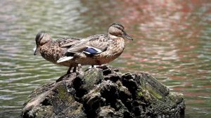 Июльские зарисовки 2022 год.