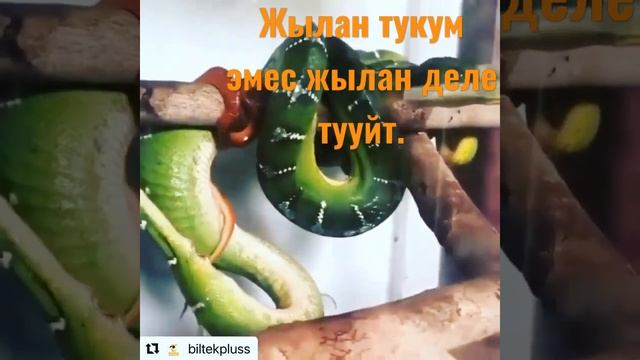 Жылан тукум эле тууйт дегендер, эмне дей аласыңар? смотреть онлайн