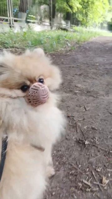Шпиц впервые в наморднике 🐶❤😅 смотреть онлайн