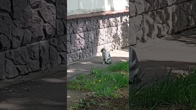 про кошек