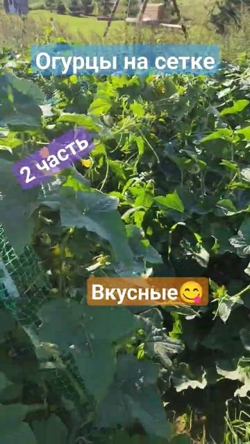 огурцы на сетке часть 2дача деревня village köy село жиз