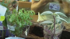 ДФ. Композиции из комнатных растений. И.Рачков