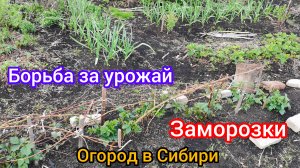Задолбала такая погода! Ветер и холодина всю весну укрывай да открывай огород.