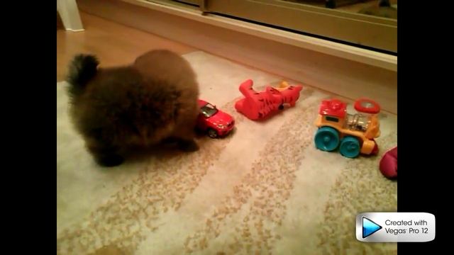 Шпиц против кошки и хорька смотреть онлайн