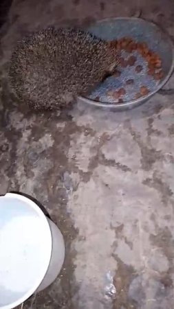 Кто ,как не люди,должны позаботиться о тех,кто в естественной среде не может найти себе пропитания?